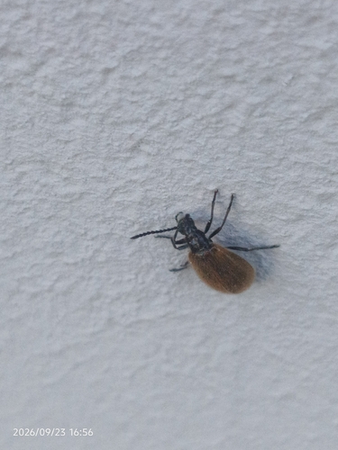 Rough-haired Lagria Beetle