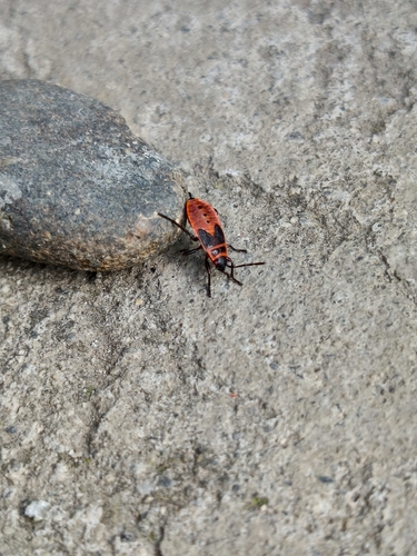 European Firebug