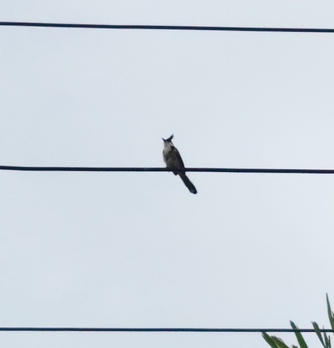 Red-whiskered Bulbul