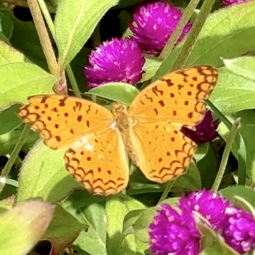 Common Leopard
