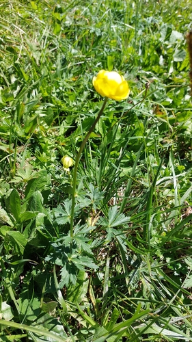 European Globeflower