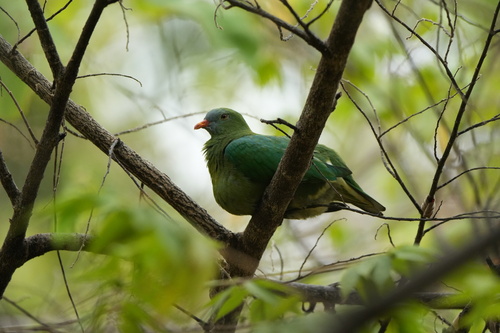 Ptilinopus viridis, 2026-09-23