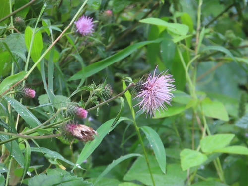 Cirsium nipponicum, photograph 1