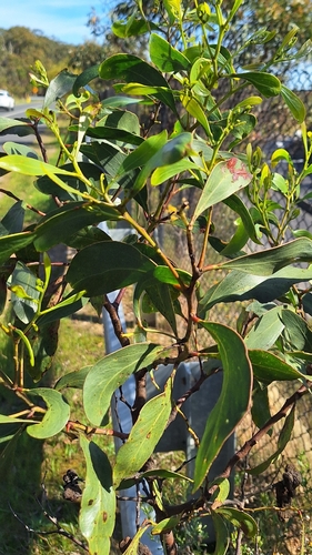 Acacia pycnantha, photograph 4