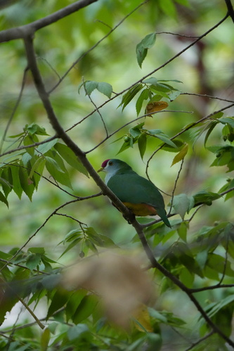 Ptilinopus pulchellus observed 2026-09-23