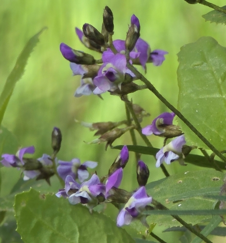 Glycine clandestina, photograph 5