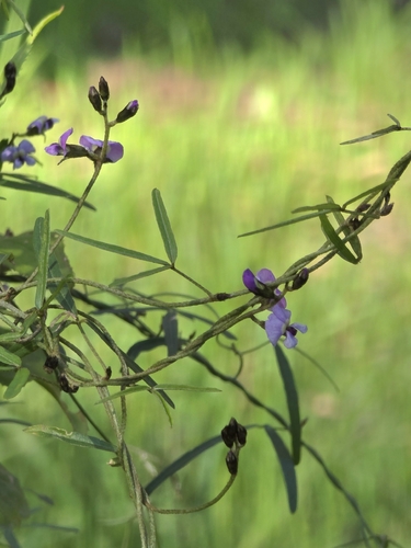 Glycine clandestina, photograph 6