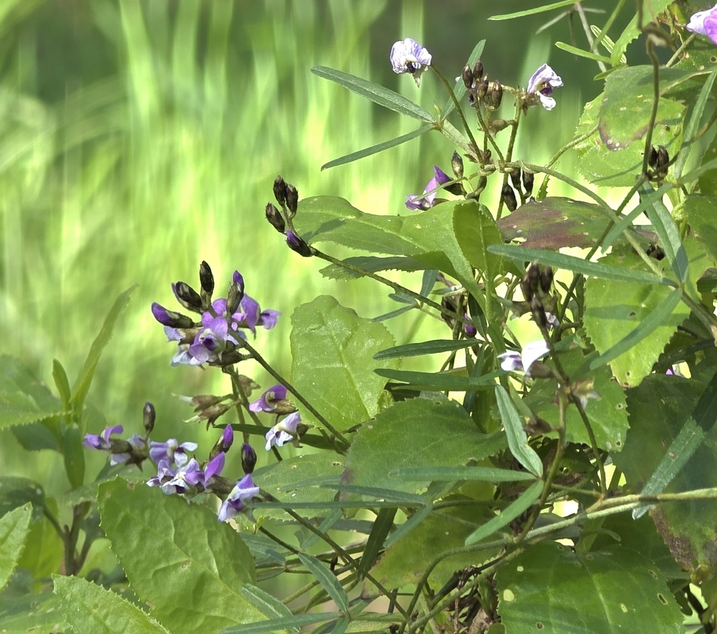 Glycine clandestina; photograph (c) Ian Rainbow, some rights reserved (CC BY)