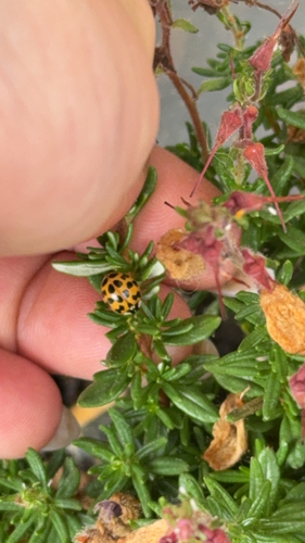 Asian Lady Beetle