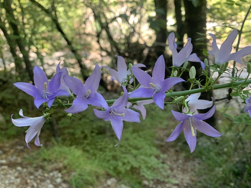 Chimney Bellflower