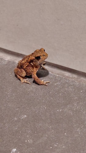 European Toad