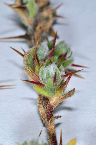 Sclerolaena patenticuspis