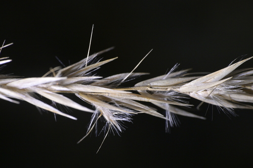 Rytidosperma gracile observed 2026-09-20