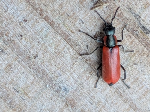 Red Malachite Beetle