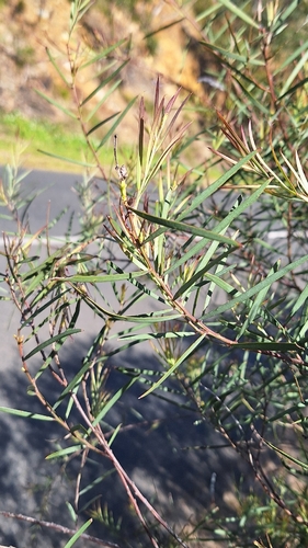 Acacia iteaphylla, photograph 2