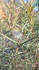 Acacia iteaphylla, photograph author not stated, no rights reserved