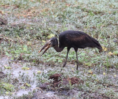 African Openbill