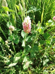Trifolium incarnatum molinerii