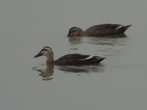 Eastern Spot-billed Duck