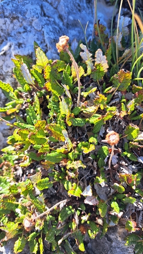 Eight-petal Mountain-Avens