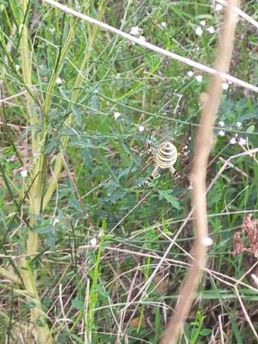 Wasp Spider