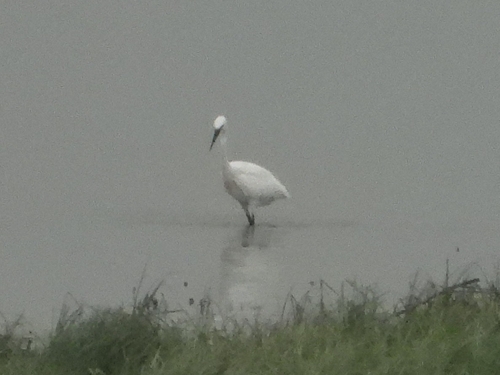 Little Egret