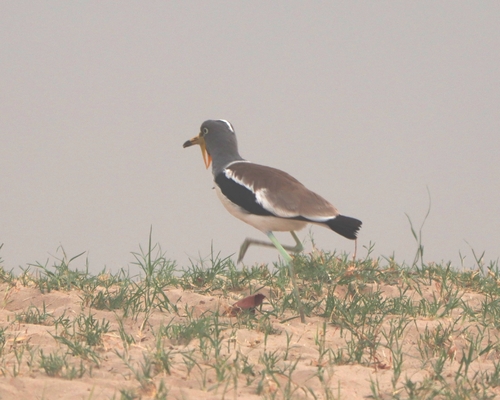 White-crowned Lapwing