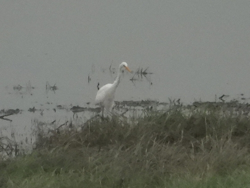Great Egret