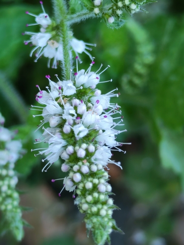 Apple Mint