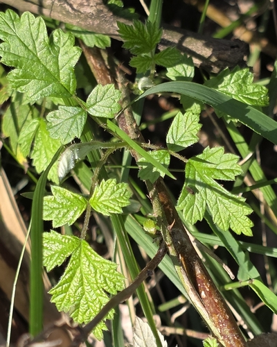 Rubus parvifolius, photograph 6