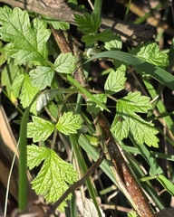 Rubus parvifolius, photograph (c) Ian Rainbow, some rights reserved (CC BY)