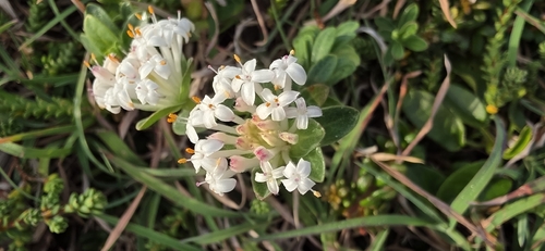 Pimelea linifolia, photograph 3