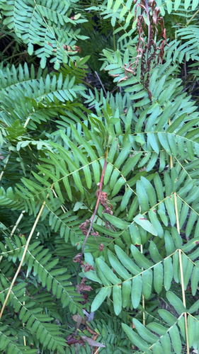 European royal fern
