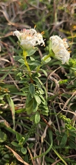 Pimelea linifolia, photograph (c) Andrew Thornhill, some rights reserved (CC BY)