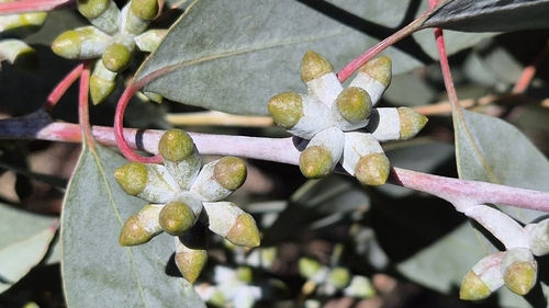 Eucalyptus nortonii, 2026-09-11