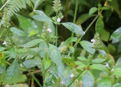 Rostellularia procumbens