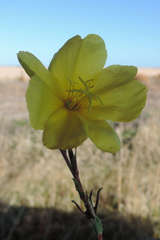 Oenothera stricta stricta