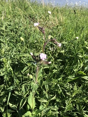 Melandrium