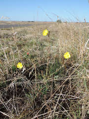 Oenothera stricta stricta
