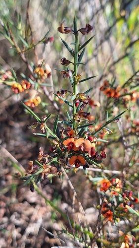 Daviesia ulicifolia