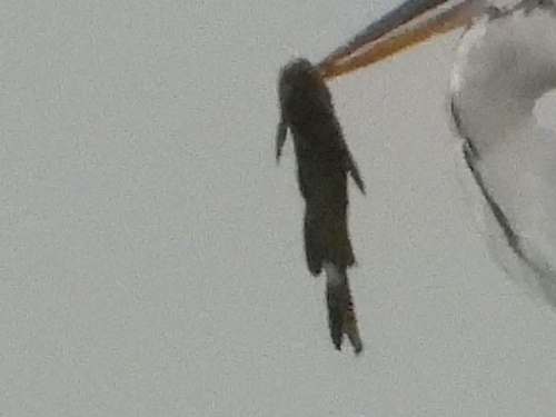 Korean Bullhead