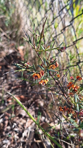 Daviesia ulicifolia, photograph 2