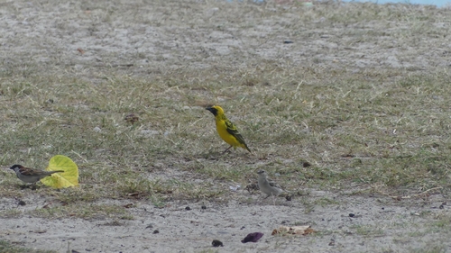 Village Weaver