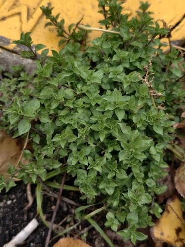 Moehringia trinervia, photograph 3