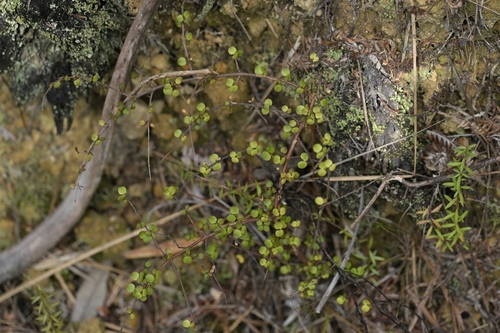 Coprosma rhamnoides