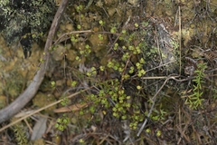 Coprosma rhamnoides