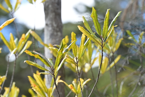 Elaeocarpus dentatus