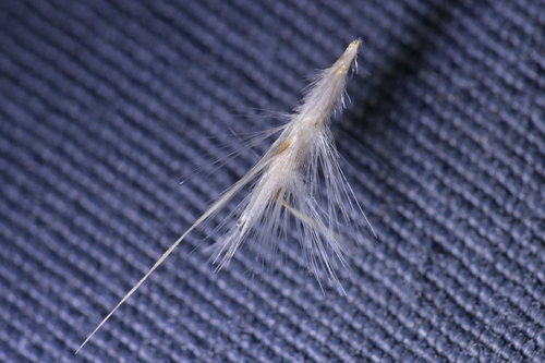 Rytidosperma gracile observed 2026-09-20