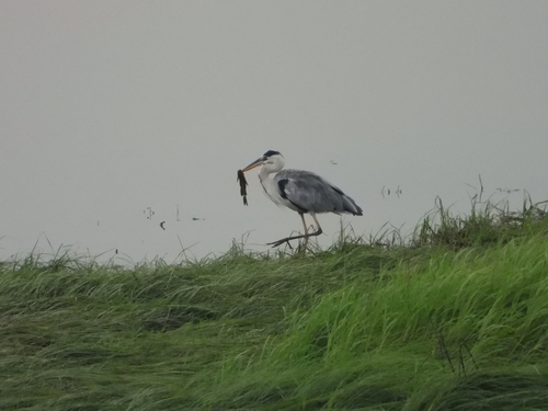 Grey Heron