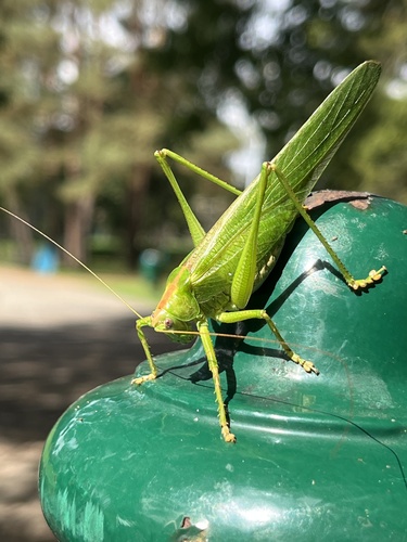 Great Green Bush-cricket